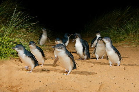 2 Day Exclusively Private Tour Of Phillip Island & The Penguin Parade - Surfers Gold Coast 7