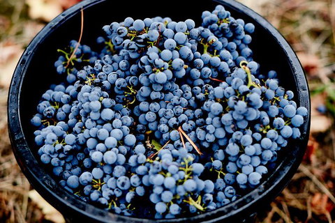 Half Day Yarra Valley Winery Day Trip From Melbourne - Surfers Gold Coast 4