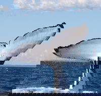 Phillip Island Whale Watching Tour - Surfers Gold Coast