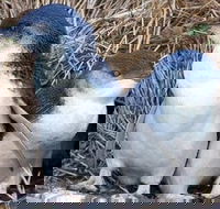 Day Tour of Phillip Island Nature Parks  Penguins - Surfers Gold Coast