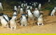 Day Tour Of Phillip Island Nature Parks & Penguins - thumb 6