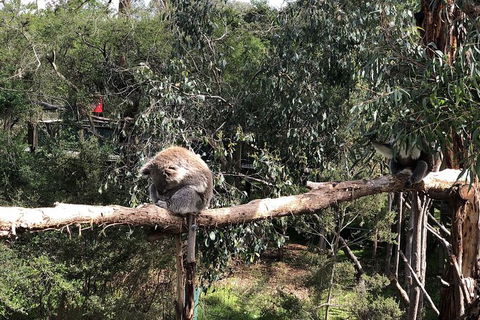 Day Tour Of Phillip Island Nature Parks & Penguins - Surfers Gold Coast 4