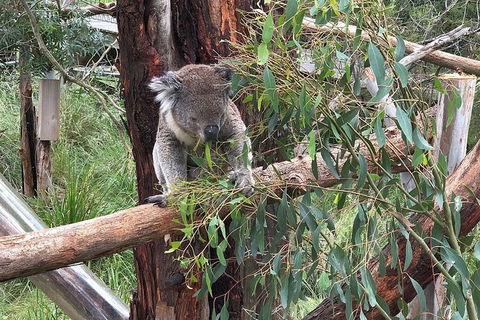 Day Tour Of Phillip Island, The Surrounding Region And Wine Tasting - Surfers Gold Coast 10