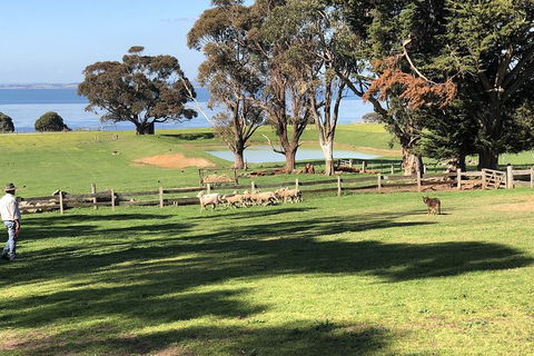 Day Tour Of Phillip Island, The Surrounding Region And Wine Tasting - Surfers Gold Coast 13