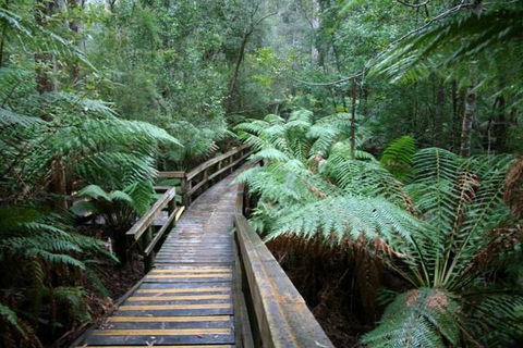 Small-group DayTour From Hobart: Hastings Caves, Huon Valley And Tahune AirWalk - Surfers Gold Coast 0