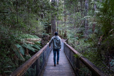 Small-group DayTour From Hobart: Hastings Caves, Huon Valley And Tahune AirWalk - Surfers Gold Coast 11