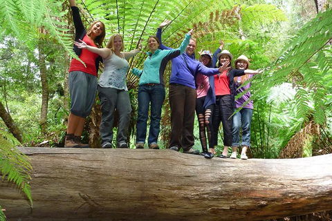 Mt Field National Park Active Day-Trip Including Bonorong And Mt Wellington - Surfers Gold Coast 4