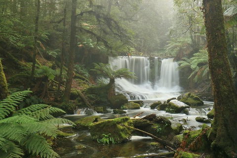 Mt Field National Park Active Day-Trip Including Bonorong And Mt Wellington - Surfers Gold Coast 10