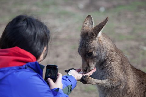 Mt Field National Park Active Day-Trip Including Bonorong And Mt Wellington - Surfers Gold Coast 14