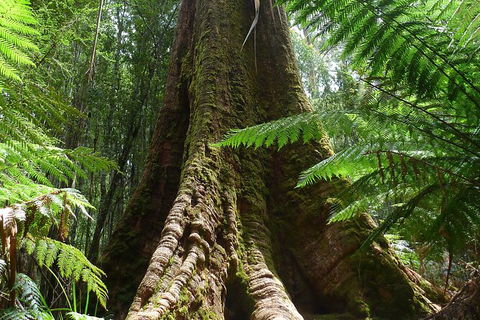 Mt Field National Park Active Day-Trip Including Bonorong And Mt Wellington - Surfers Gold Coast 11