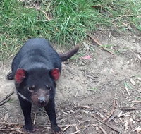 South East Food Sightseeing Private Tour with the Tasmanian Devil Unzoo - Surfers Gold Coast