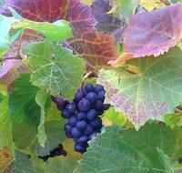 Wine at the weekend Tour from Hobart - Surfers Gold Coast