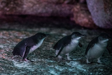 4-Day Tasmania East Coast Adventure From Launceston To Hobart Including Bay Of Fires, Wineglass Bay, Bruny Island And Port Arthu - Surfers Gold Coast 3