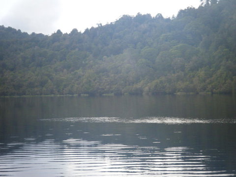 Gordon River Cruise Departing From Strahan - Surfers Gold Coast 23