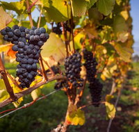 Tastes and Wines - Surfers Gold Coast