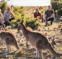 8-Day Tasman Wildlife and Wilderness Encounter Including Accommodation - Surfers Gold Coast