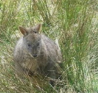 Leven Canyon Day Trip Including Wings Wildlife Park or Gunns Plains Caves from Devonport Ulverstone or Burnie - Surfers Gold Coast