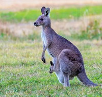 Bonorong Wildlife Park Richmond Village Hobart Highlights - Surfers Gold Coast