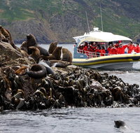 3-Hour Bruny Island Cruise from Adventure Bay - Surfers Gold Coast
