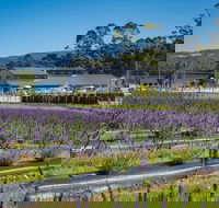Private Tasman Peninsula Cruise Ship Tour from Port Arthur - Surfers Gold Coast