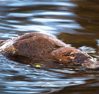 Wild-Platypus 2 hour wildlife tour - Surfers Gold Coast