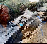 Farm Visit - Surfers Gold Coast