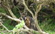 Kangaroo Island In A Day Tour From Adelaide - thumb 23