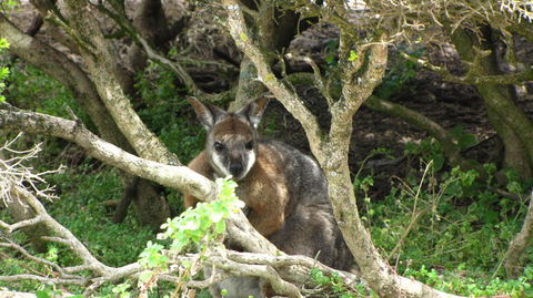 Kangaroo Island In A Day Tour From Adelaide - Surfers Gold Coast 23
