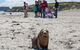 Kangaroo Island In A Day Tour From Adelaide - thumb 1