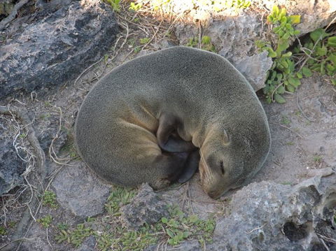 Kangaroo Island In A Day Tour From Adelaide - Surfers Gold Coast 12