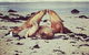 Kangaroo Island In A Day Tour From Adelaide - thumb 24