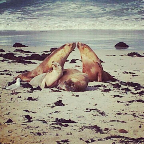 Kangaroo Island In A Day Tour From Adelaide - Surfers Gold Coast 24