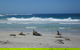 Kangaroo Island In A Day Tour From Adelaide - thumb 0