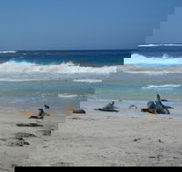 Kangaroo Island in a Day Tour from Adelaide - Surfers Gold Coast