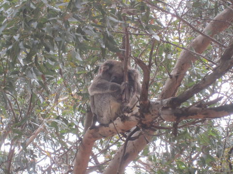 Kangaroo Island In A Day Tour From Adelaide - Surfers Gold Coast 22