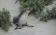 Kangaroo Island In A Day Tour From Adelaide - thumb 19