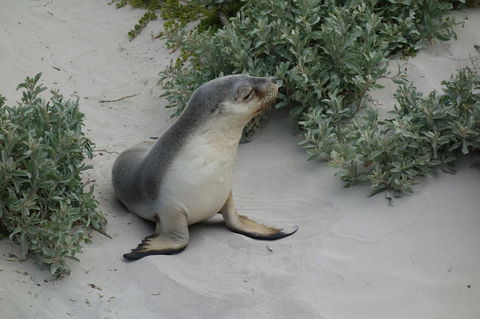 Kangaroo Island In A Day Tour From Adelaide - Surfers Gold Coast 19