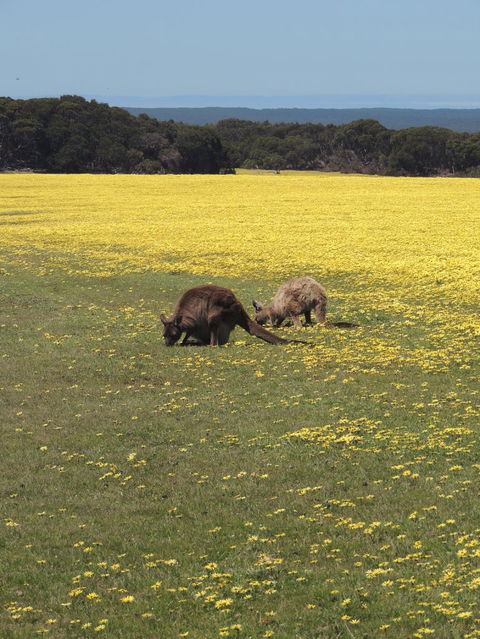 Kangaroo Island In A Day Tour From Adelaide - Surfers Gold Coast 14