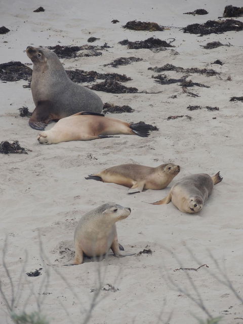 Kangaroo Island In A Day Tour From Adelaide - Surfers Gold Coast 15