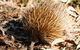 Kangaroo Island In A Day Tour From Adelaide - thumb 29