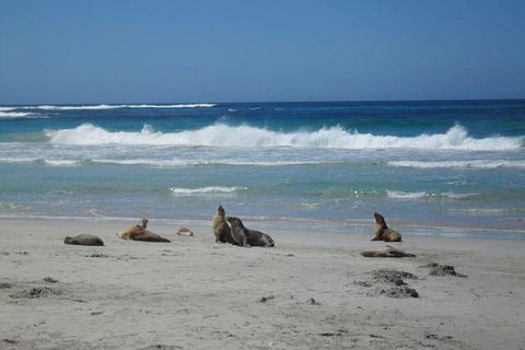Kangaroo Island In A Day Tour From Adelaide - Surfers Gold Coast 26