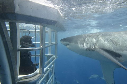 White Shark Tour With Optional Cage Dive From Port Lincoln - Surfers Gold Coast 2