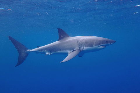 White Shark Tour With Optional Cage Dive From Port Lincoln - Surfers Gold Coast 5