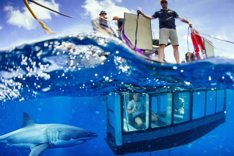 White Shark Tour With Optional Cage Dive From Port Lincoln - Surfers Gold Coast 3