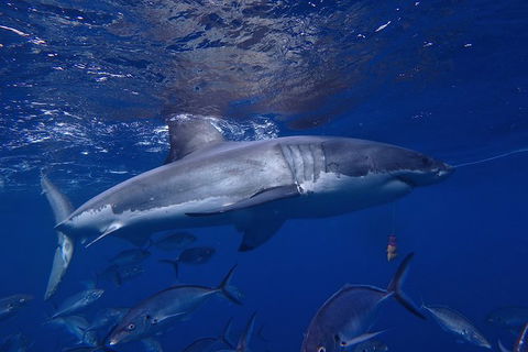 White Shark Tour With Optional Cage Dive From Port Lincoln - Surfers Gold Coast 6