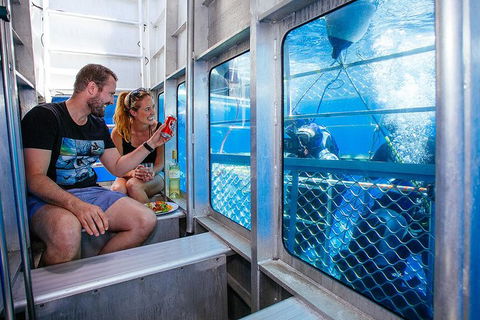 White Shark Tour With Optional Cage Dive From Port Lincoln - Surfers Gold Coast 4