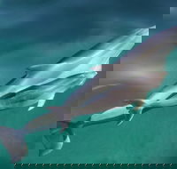 Dolphin Cruise from Adelaide with Optional Dolphin Swim - Surfers Gold Coast