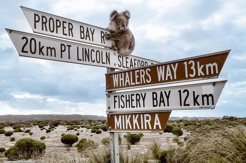 Private Port Lincoln Day Tour: Tasting Eyre - Surfers Gold Coast 0