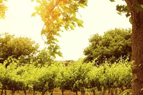 Victor Harbor With McLaren Vale Wine Region Tour From Adelaide - Surfers Gold Coast 1