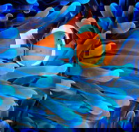 5-Day Best of Cairns with Daintree Kuranda and Great Barrier Reef - Surfers Gold Coast